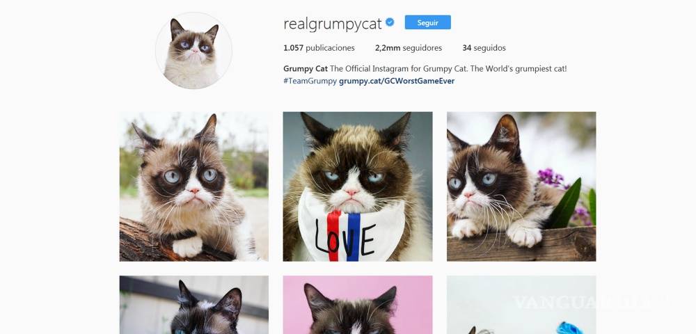 $!Gatos, los reyes de las redes sociales