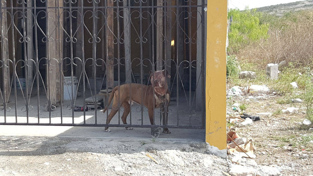 $!Perro 'pitbull' mató a niño de 5 años en Monclova
