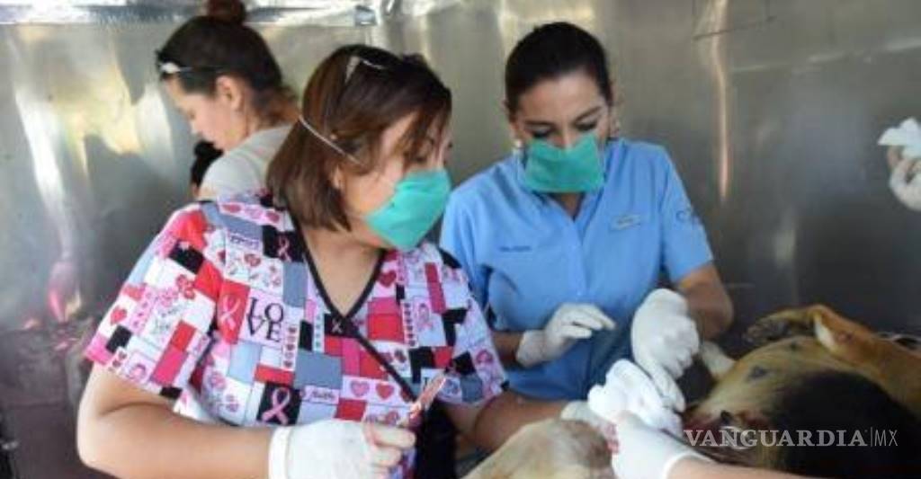$!Implementan campaña de esterilización de mascotas en Monclova