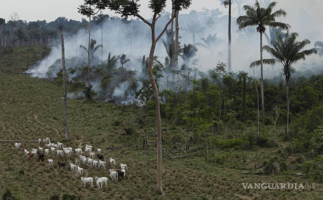 $!En esta fotografía del martes 15 de septiembre de 2009, el ganado pasta en un área deforestada cerca de Novo Progresso en el estado norteño de Pará, Brasil.