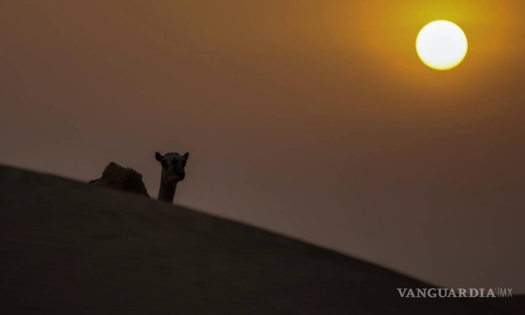 $!Un camello camina por el desierto durante la puesta de sol y antes de la salida de la Superluna llamada ‘Buck Moon’ en las afueras del emirato del Golfo de Dubai.