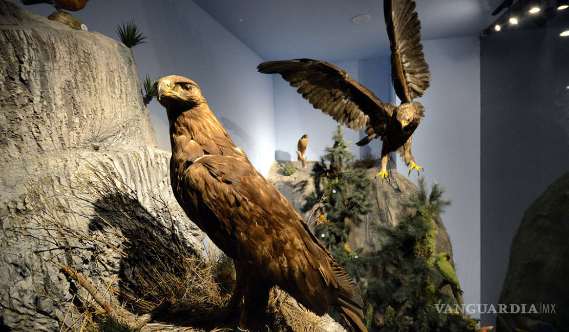 $!Reinauguran el Museo de las Aves de México