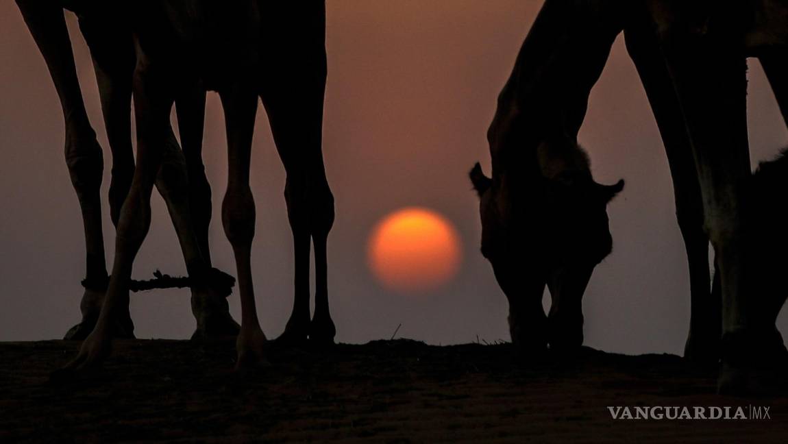 $!Los camellos pastan durante la puesta de sol y antes del surgimiento de la Superluna llamada ‘Buck Moon’ en las afueras del emirato del Golfo de Dubai.