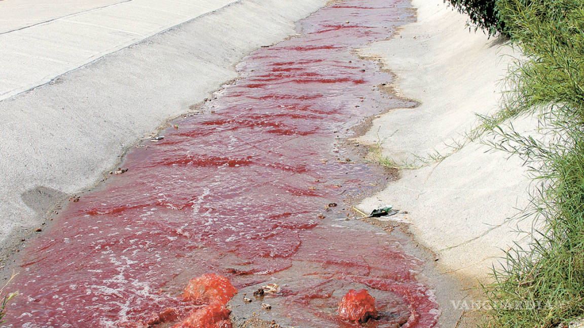 Emanan sangre y vísceras del Rastro Municipal de Saltillo; ya fue clausurada el área