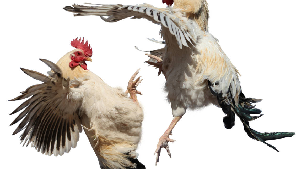 Prohibir pelea de gallos en Coahuila dejaría sin trabajo a 300 mil personas, dicen galleros