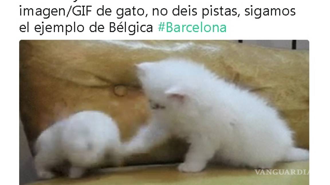 Tras ataque en Barcelona, Twitter se llena de gatos