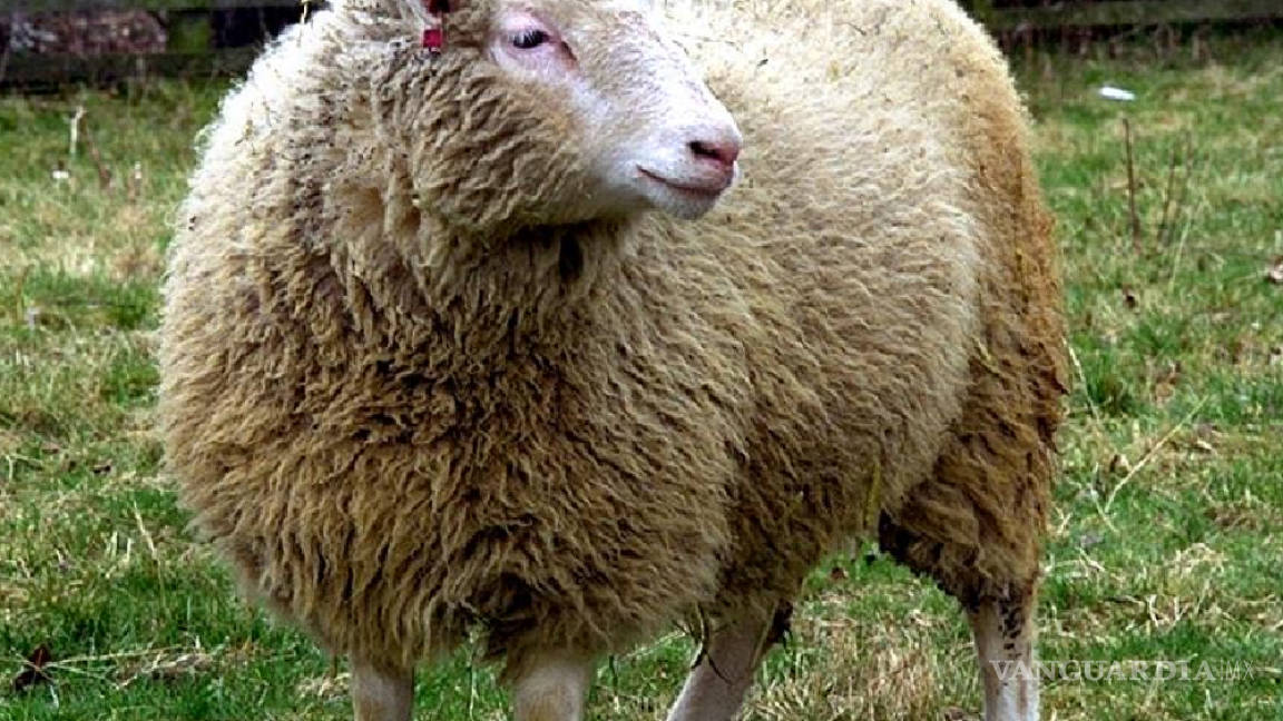 Se cumplen 20 años de la oveja Dolly: ¿por qué los clones mueren jóvenes?
