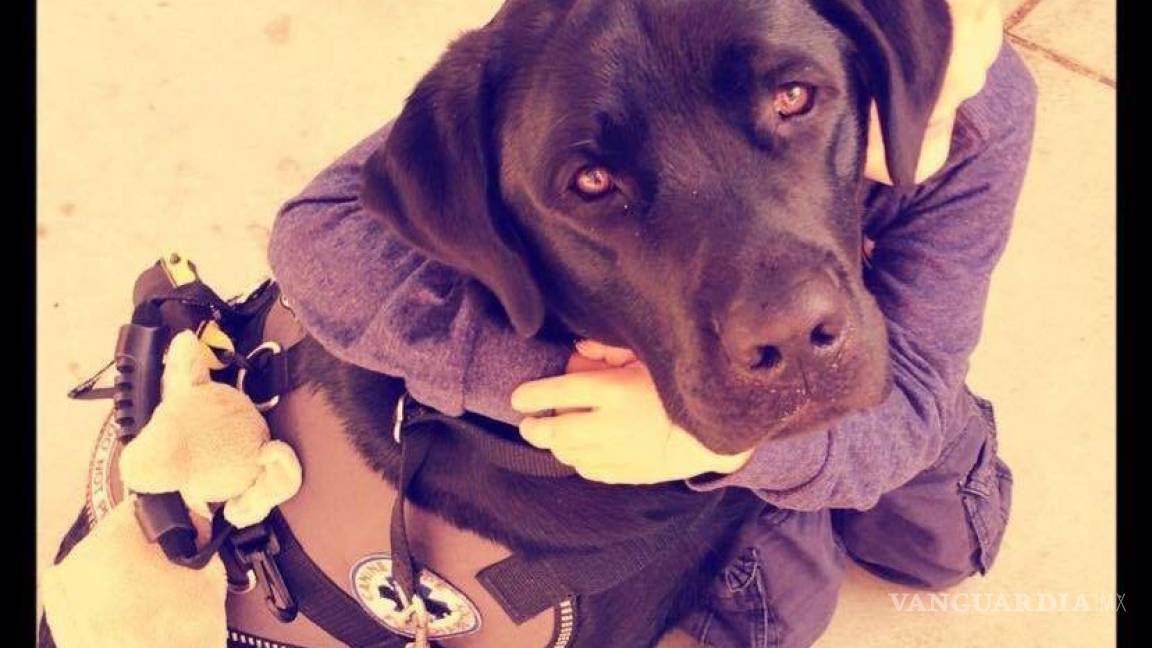 Jedi, el perro que salva la vida de su amo con diabetes tipo 1