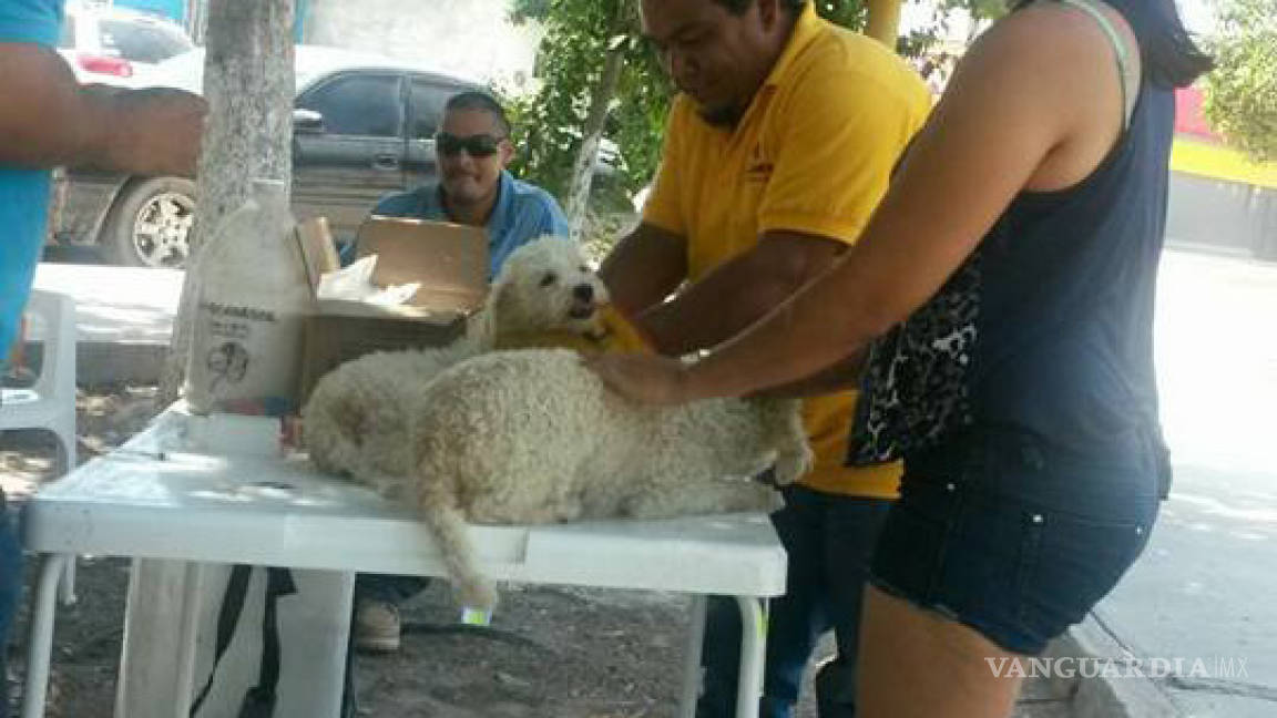 Esterilizan a más de 250 perros y gatos durante campaña en Allende, Villa Unión, Morelos y Nava