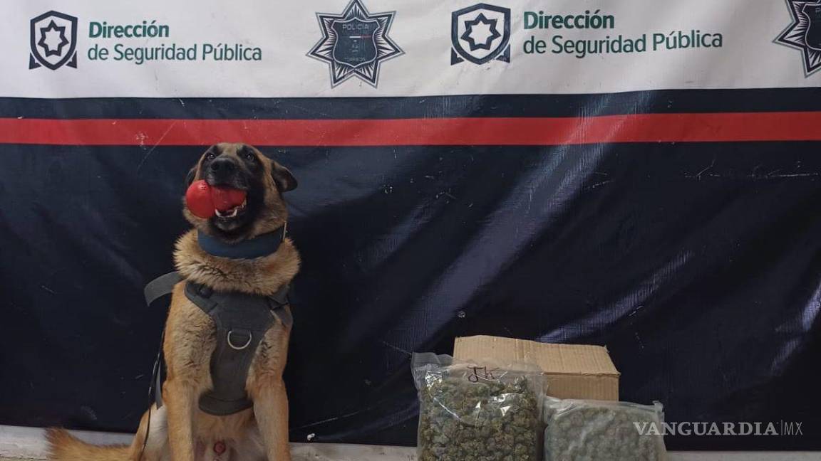Escuadrón Canino de la Policía de Torreón asegura paquetes de droga en empresa de paquetería