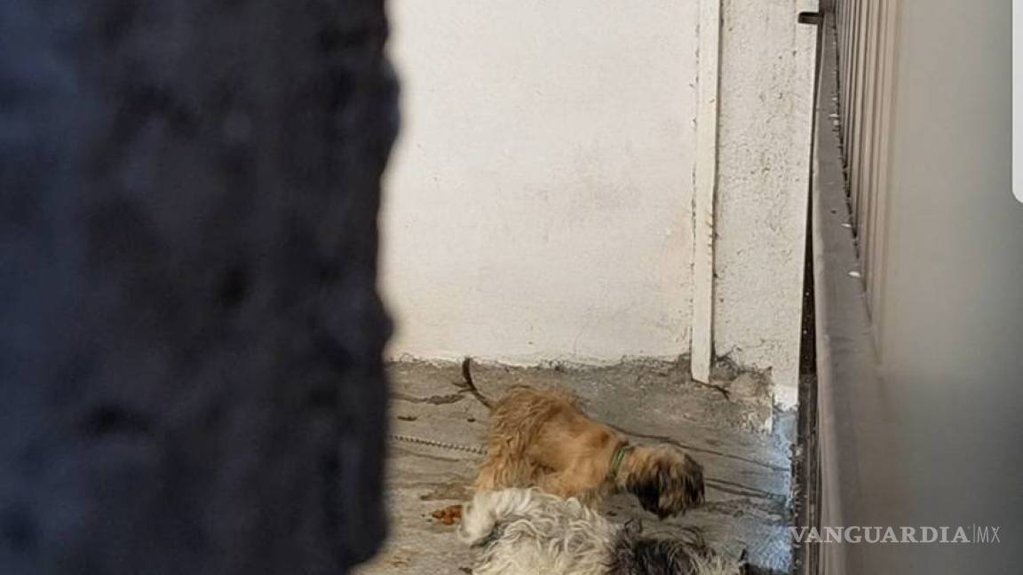 ¡Secuestran a perros en Frontera y piden rescate de 5 mil pesos!