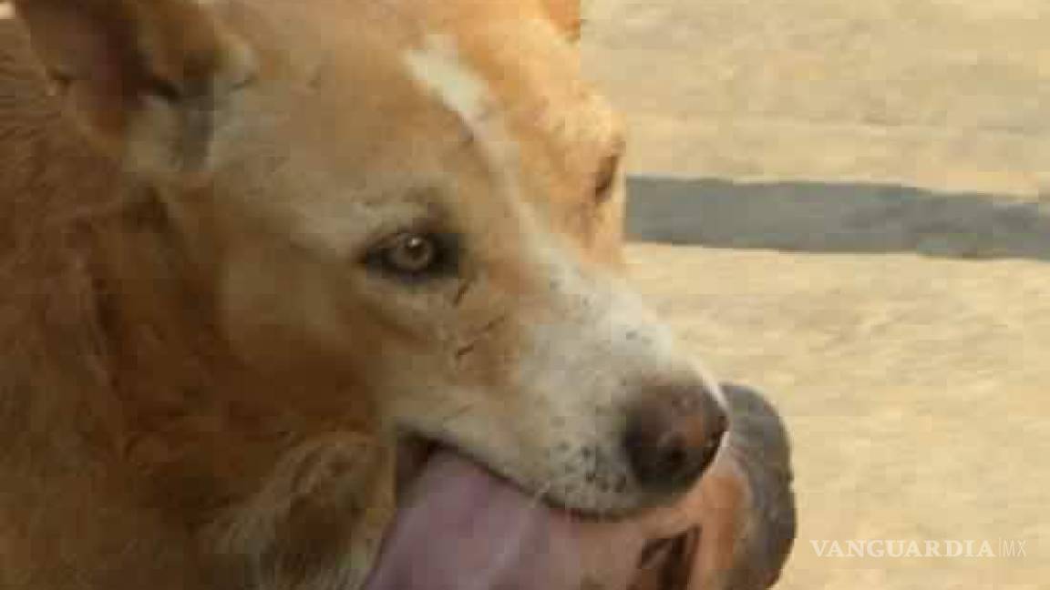 Perro rescata a recién nacido que fue abandonado en basurero de Brasil