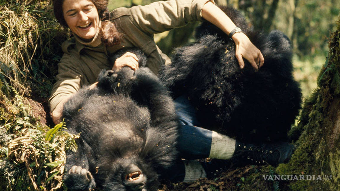 El extraño asesinato sin resolver de Dian Fossey, ‘la señora de los gorilas’