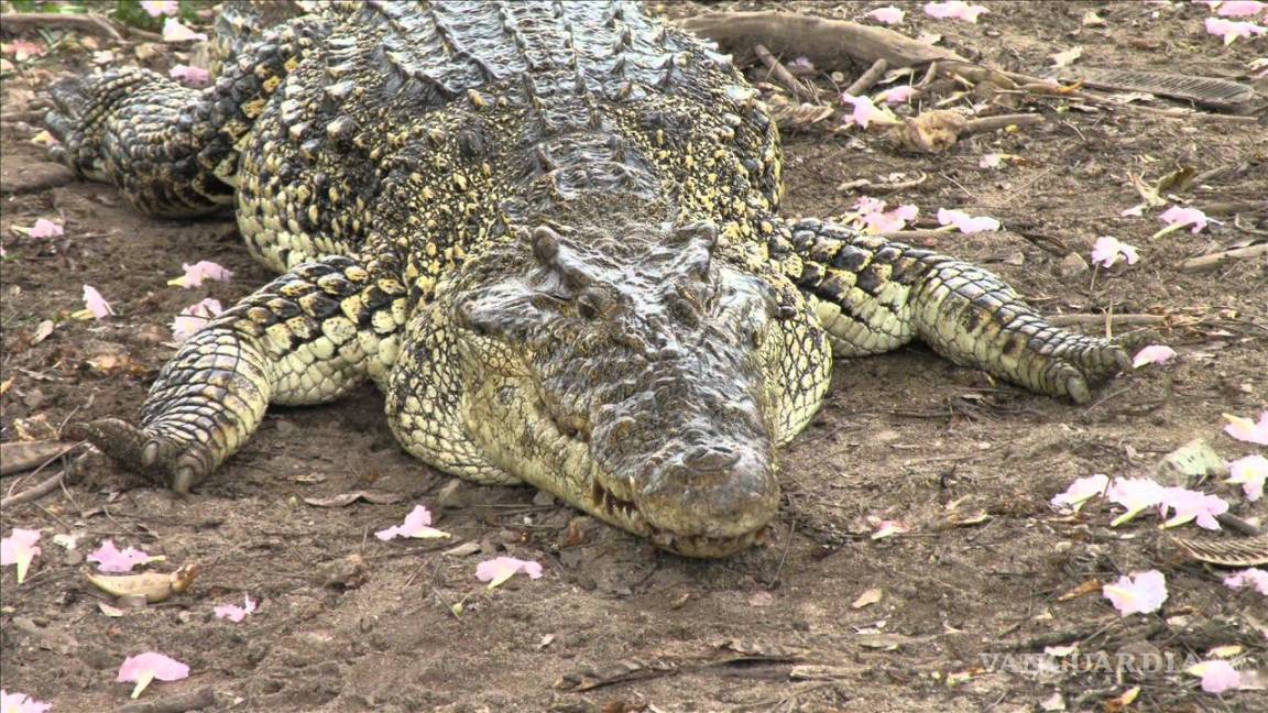 Un cocodrilo de 90 kilogramos se atrinchera en el porche de una casa de Texas
