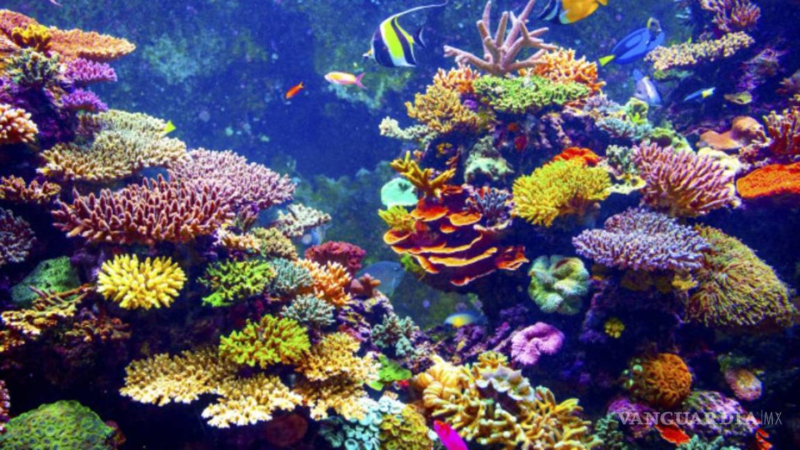 La acidificación del mar amenaza a los corales