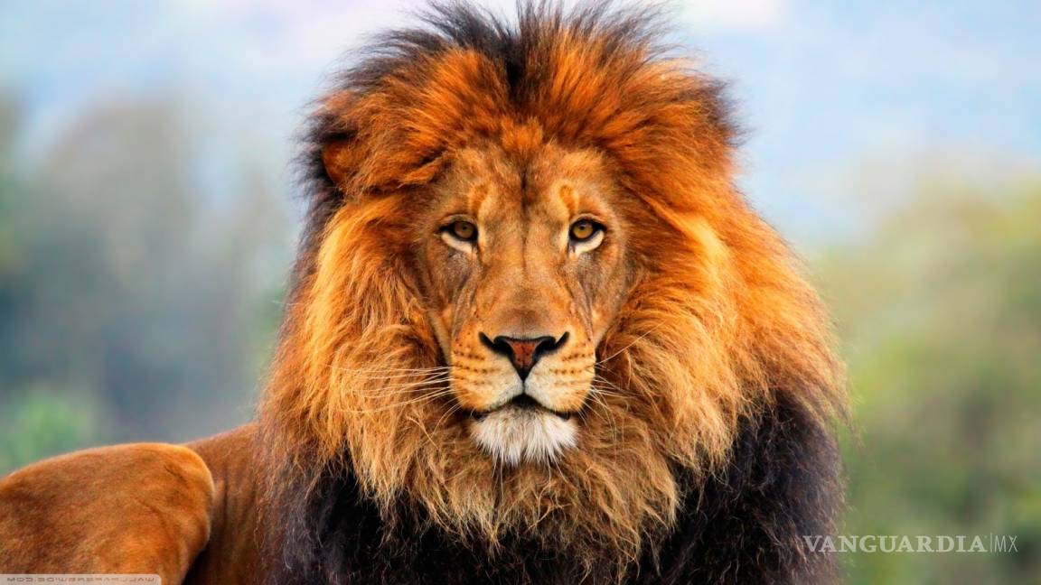 La mirada orgullosa del león