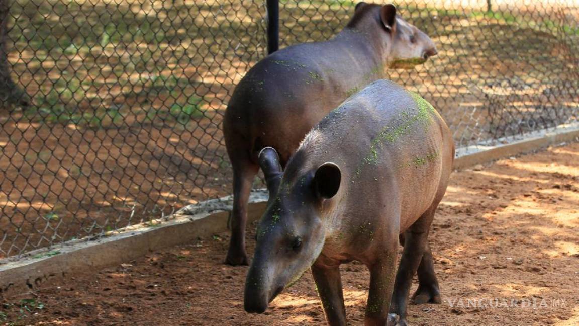 Animales de un zoo en Venezuela fueron robados para ser comidos