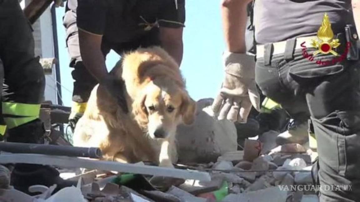 'Romeo', el perro que sobrevivió 9 días bajo los escombros en Italia