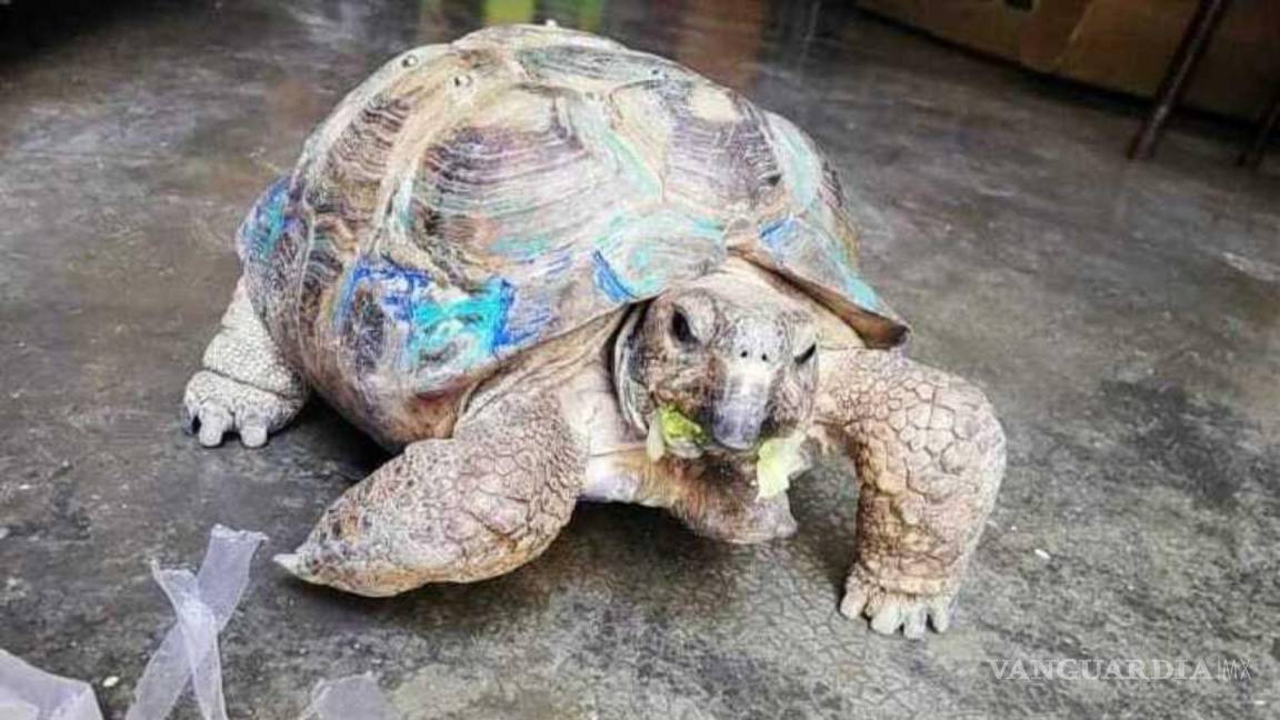Saltillo: tras dos años siguen buscando a ‘Teófilo’, tortuga que se perdió en la colonia Zaragoza