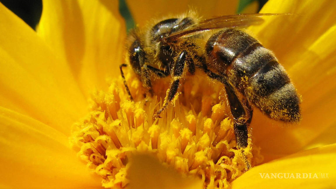 Pesticidas matan a más de dos millones de abejas en Estados Unidos: ecologistas