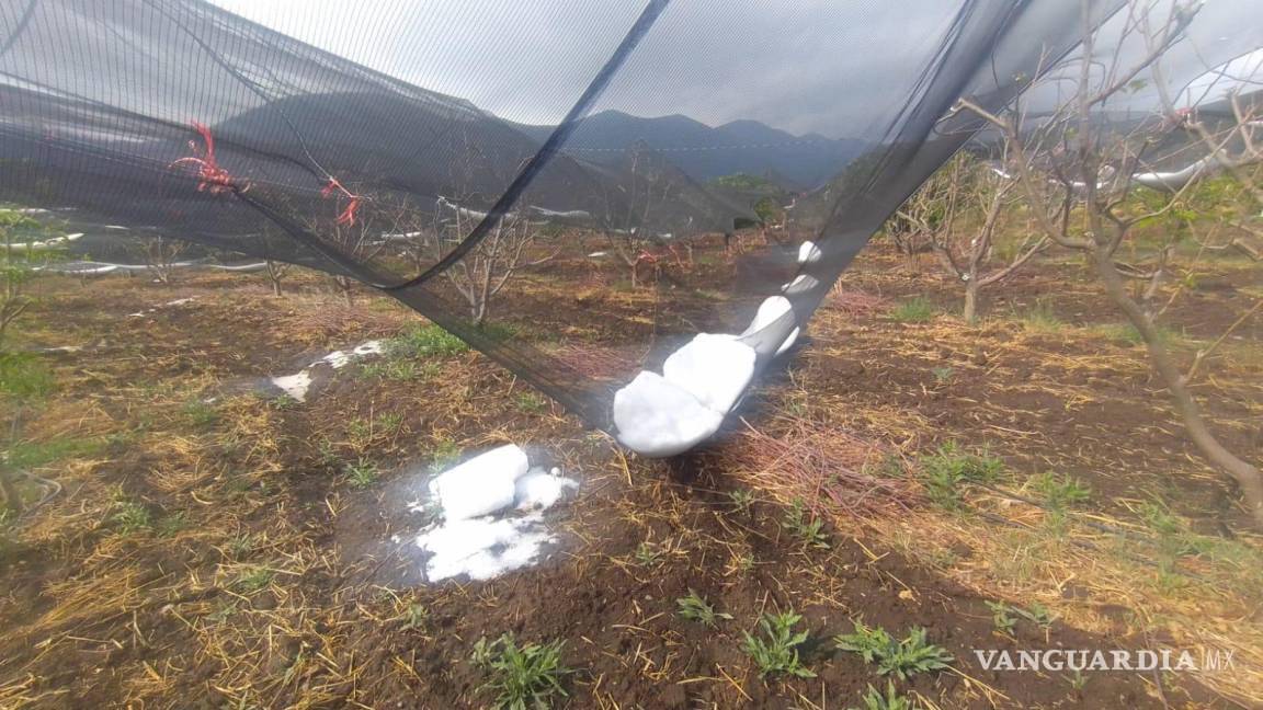 Cae helada de -4 grados en Arteaga; manzaneros reportan pérdidas de hasta el 90 por ciento