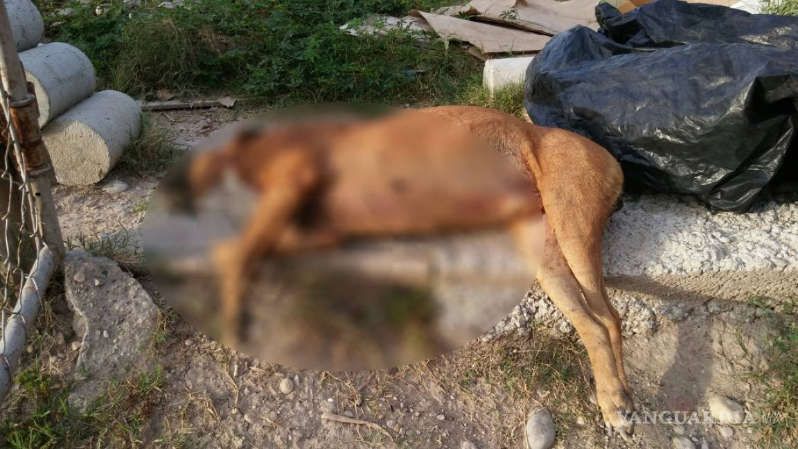 Asesinan a dos perros a puñaladas en Piedras Negras; demandan que se investigue