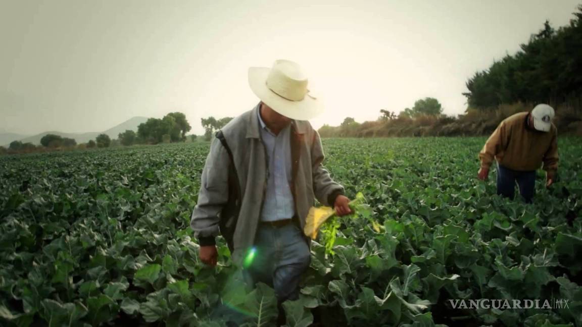 Sector agroalimentario en México tiene que diversificarse