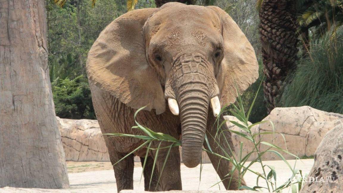 Jueza federal concede amparo a Ely, la elefanta más triste del mundo