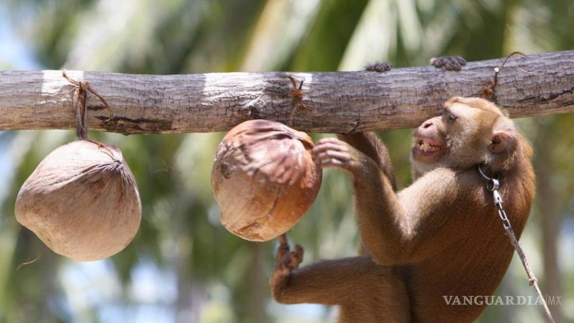 Encadenados y maltratados... así es la abominable esclavitud de monos en la industria de leche de coco