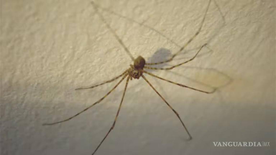 ¡No la mates!... si ves a esta araña en tu casa la debes cuidar ya que es la depredadora natural de la violinista