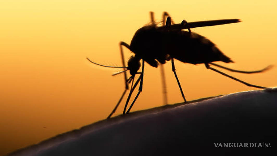 Texas reporta primer caso de Zika en lo que va del año