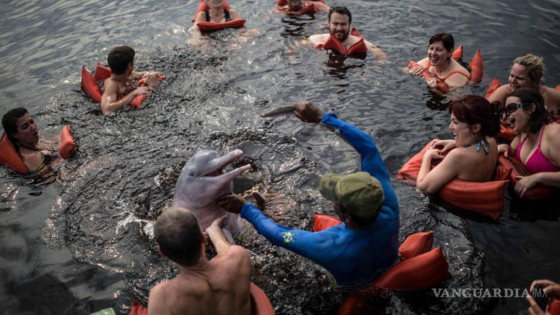 TripAdvisor dejará de vender boletos para nado con delfines, paseos con elefantes o fotografías con tigres