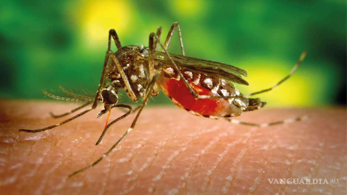 Se disparan 325% casos de dengue en un año en el país
