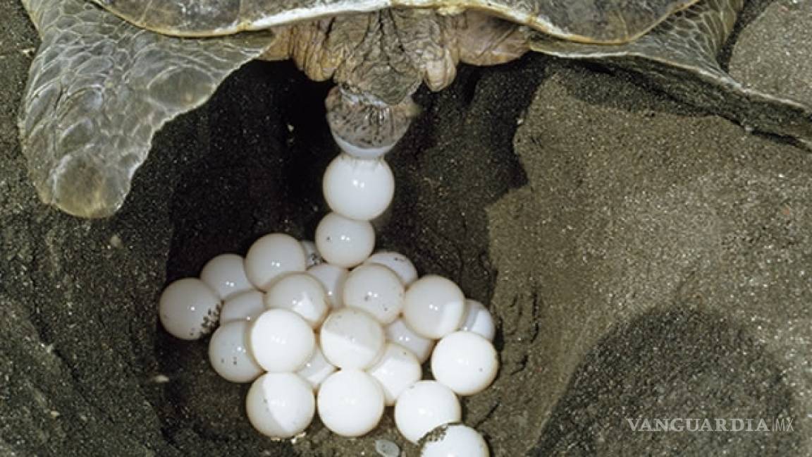 Semar asegura casi mil 190 huevos de tortuga en Michoacán y Oaxaca