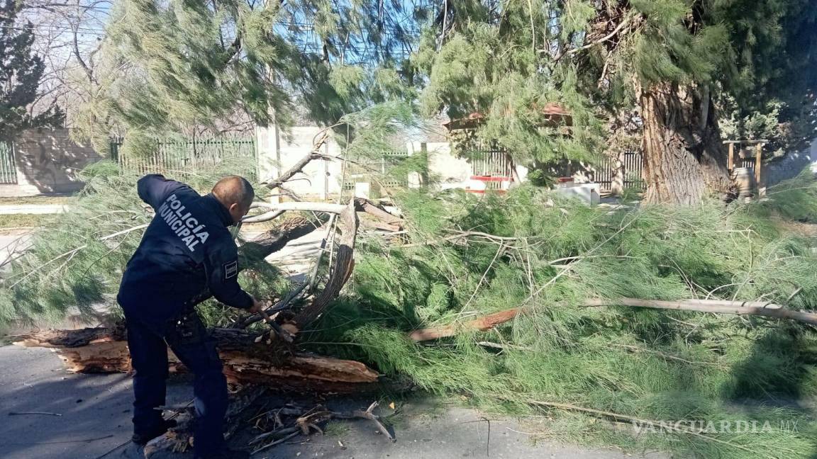No solo en Saltillo, fuertes ráfagas de viento dejan sin luz a Parras; árboles y cables resultan afectados