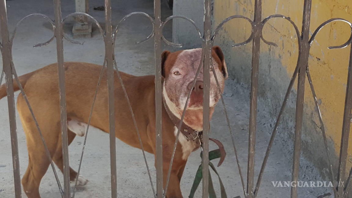 Perro 'pitbull' mató a niño de 5 años en Monclova