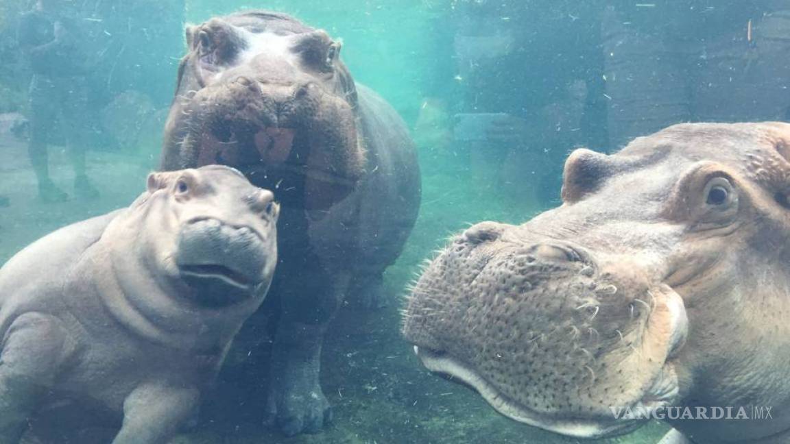 Así fue el reencuentro de un bebé hipopótamo prematuro con sus padres