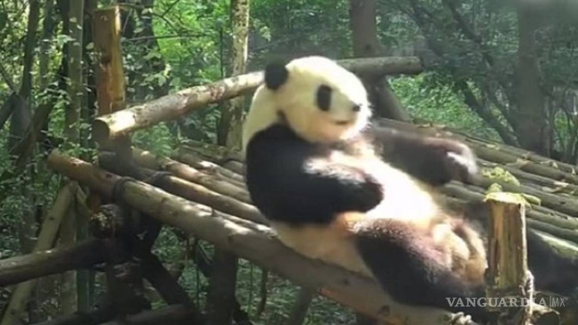 Graban a adorable panda haciendo abdominales