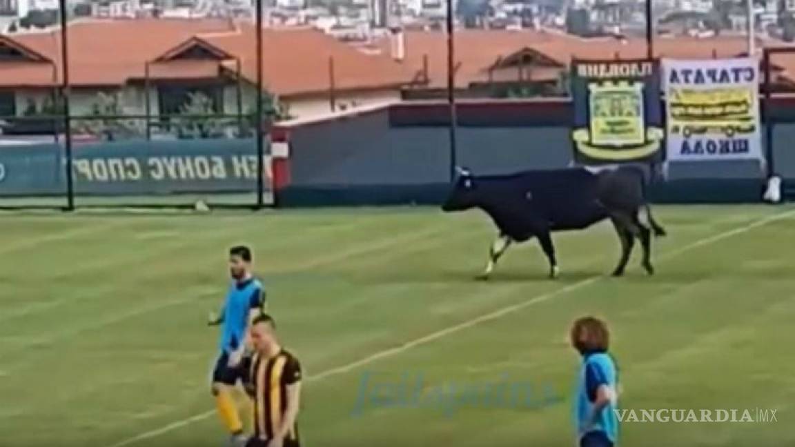 Vaca ingresa a un partido de futbol en Bulgaria