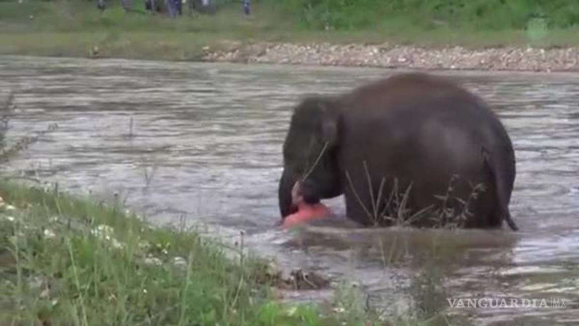 Elefante se tira al agua para salvar a su cuidador