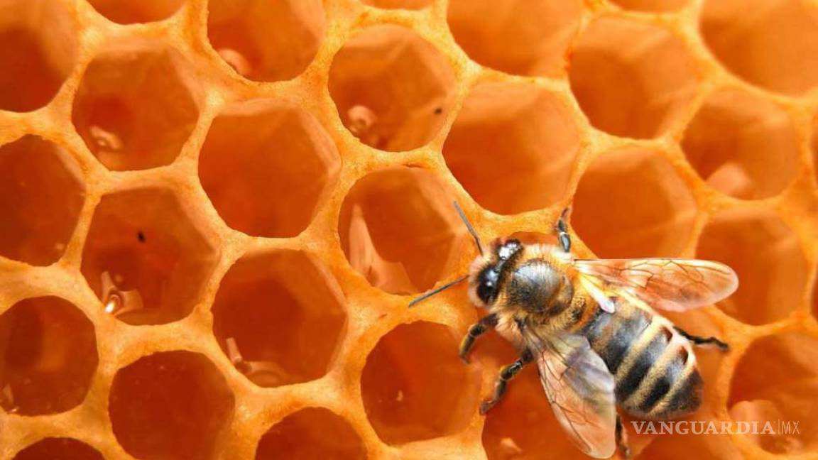 Hay pesticidas tóxicos de abejas en 75% de la miel del mundo