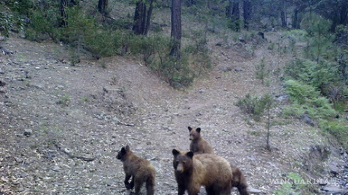 Avistan en Chihuahua ejemplares de oso negro americano, especie en peligro de extinción