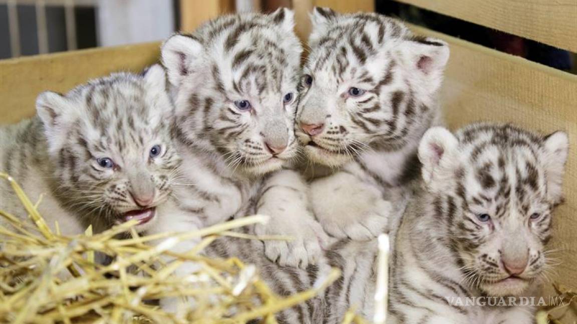 Zoológico de Austria presenta a cuatrillizos de tigres blancos