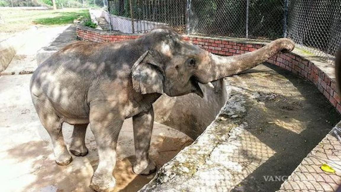Liberarán al elefante Kaavan, tras 30 años de vivir solo en cautiverio