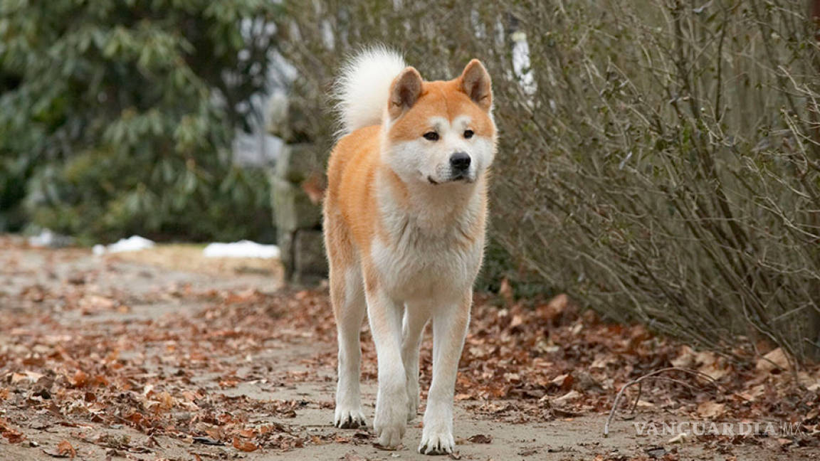 Tu perro surgió hace 33,000 años a partir de lobos del sur de China