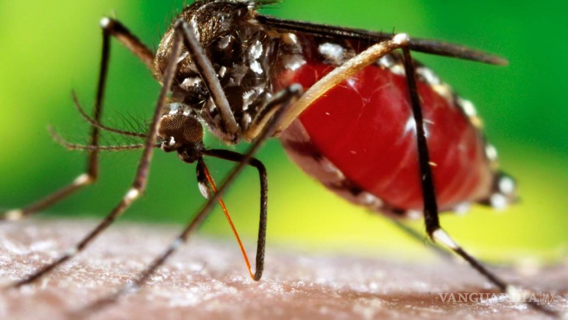 Detectan el primer caso de Dengue en Acuña