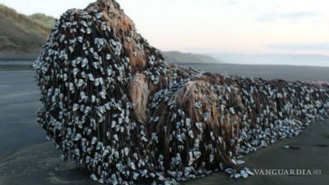 Hallan “monstruo marino con rastas” en Nueva Zelanda