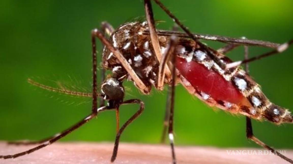 Alertan en Florida sobre aumento de casos de fiebre del dengue