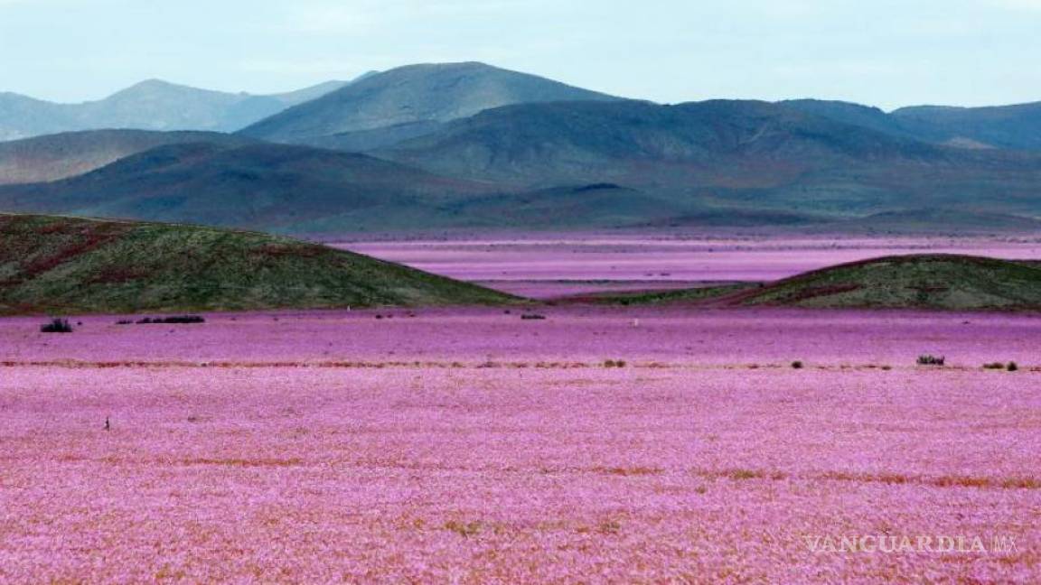 Una alfombra de flores irrumpe en el desierto de Atacama