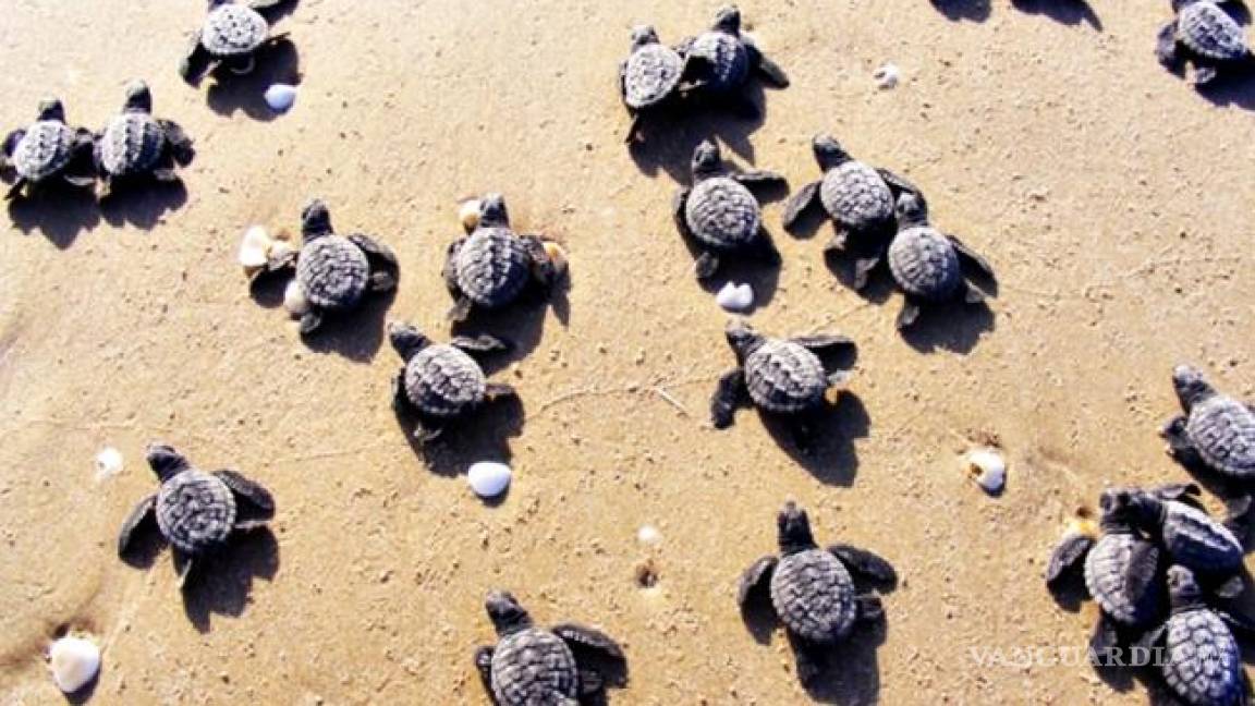 Nacen primeras crías de tortuga Lora en Tamaulipas